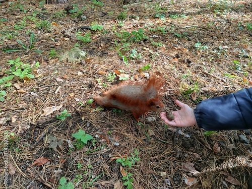 A child's hand holds a pine cone, and a little squirrel sniffs this pine cone in the park.