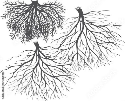 Intricate black and white renderings of delicate tree roots branching outwards