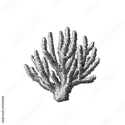 Abstract coral vector illustration  
