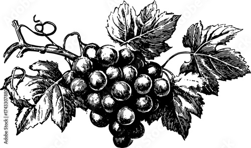 Black and white outline drawing of grapes with leaves. This detailed vector illustration showcases a vintage botanical art style in a classic set.