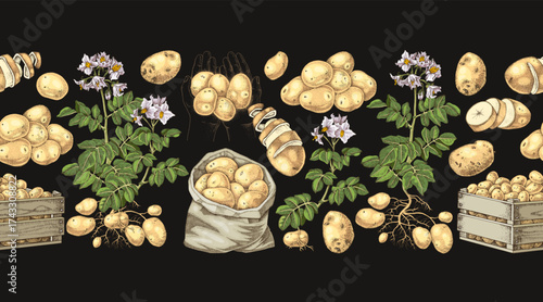 Potato sketched seamless border vector