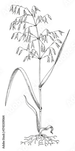 Forage grass for pasture and hay vector set