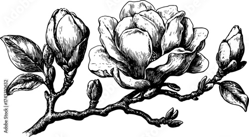 Magnolia flower set with buds and leaves on a branch. Black and white botanical vector illustration in hand drawn sketch style.