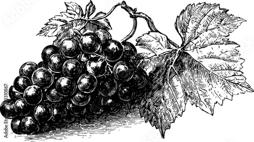 Black and white outline of grapes with detailed leaves. Vintage vector illustration showcasing realistic fruit and plant texture in a classic style.