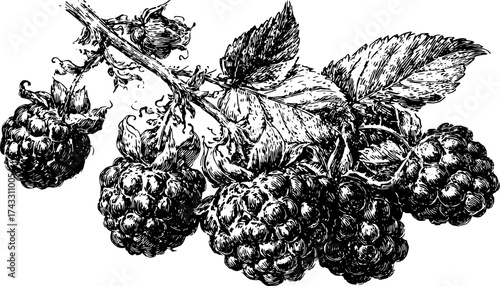 Raspberry branch with leaves in black and white outline style. Vector illustration captures natural details and realistic texture in a vintage design set.