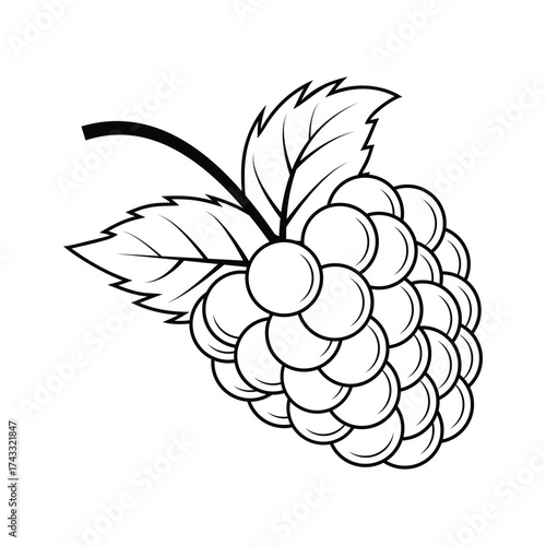 Blackberry Fruit Outline for Coloring Book - Vector Line Art Illustration