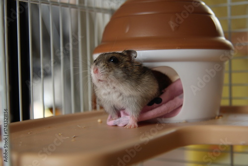 A hamster near his house is large,