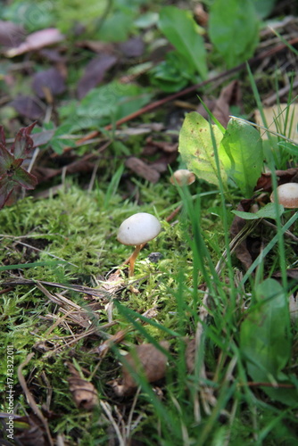 a white mushroom in the green grass,