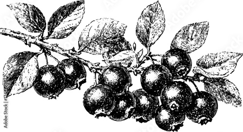 Vintage illustration of blueberries on a branch. Detailed vector outline of fruit and leaves in this black and white drawing set.