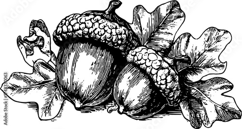Vintage black and white vector illustration of acorns and leaves. Classic line art style, intricately detailed set showcasing natural elements.