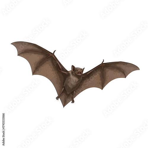 Detailed bat illustration in flight against white conveys mystery, halloween, and nature concepts perfect for educational and spooky designs, art projects.