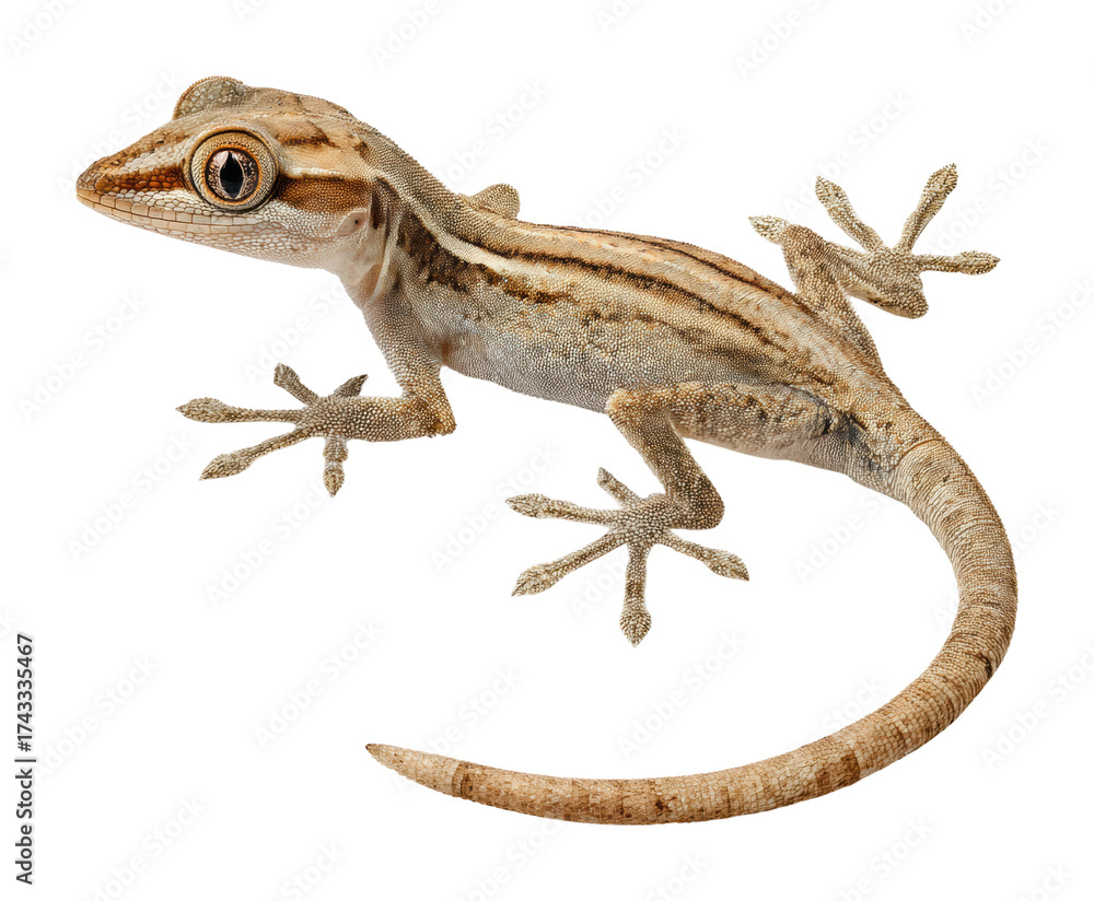 Naklejka premium Lizard climbing on rock nature habitat wildlife isolated on transparent background