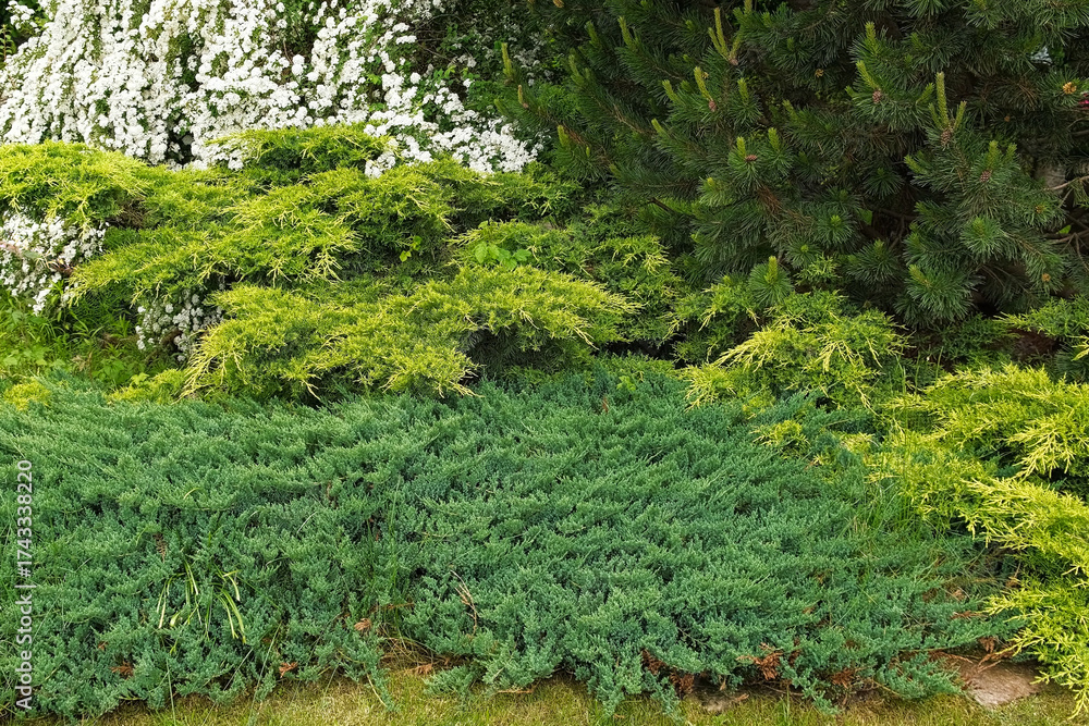 Obraz premium Cypress genus Juniper medium Gold Kissen in the yard pathway. Landscaping, path design. Decorative conifer Evergreen Juniperus squamata Green Carpet. Ornamental dwarf blue silver plant. Stone garden