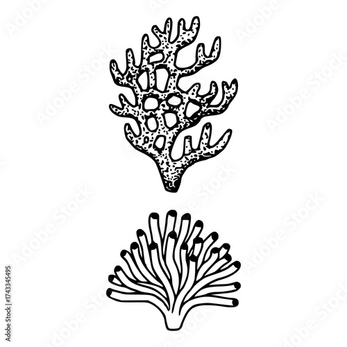 set of two minimalist reef organism illustration set