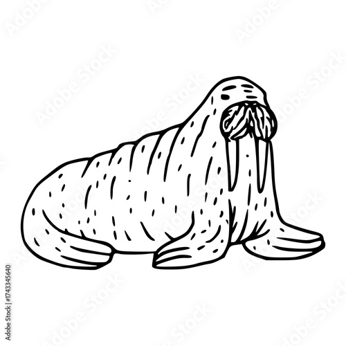 hand drawn walrus line art