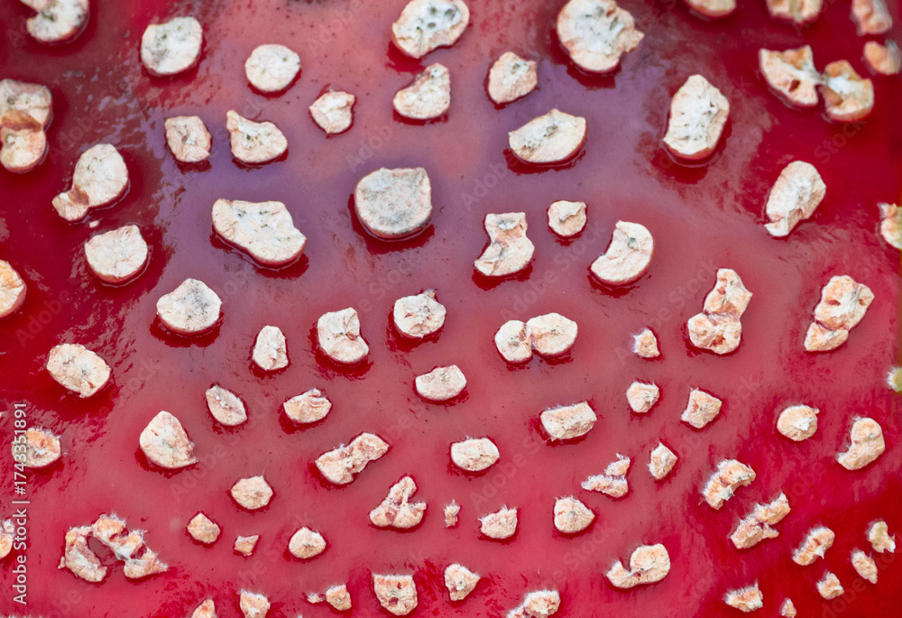 Naklejka premium Close-up of the spotted surface of an Amanita muscaria mushroom