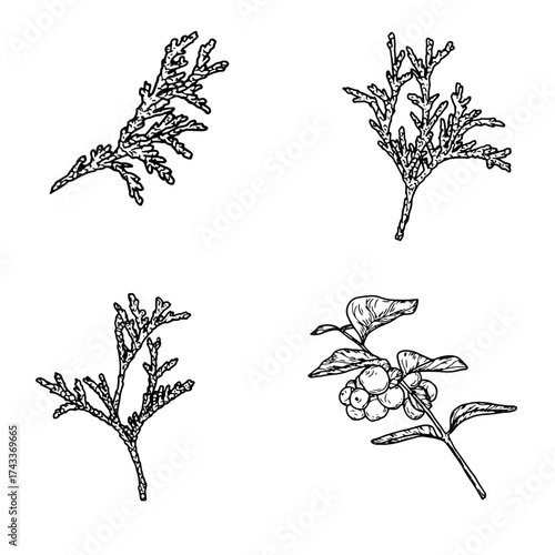 
Juniper and snowberry, black and white sketch. Vector illustration. Set of winter branches, isolated on a white background. Concept for New Year, gifts, cards, invitations, and textiles.
Editorial
Il