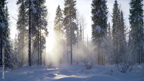 Sunlight streaming through snowy forest trees and fog during winter morning