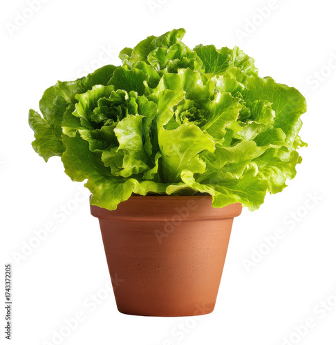 Fresh green lettuce plant in terracotta pot home garden isolated on transparent background