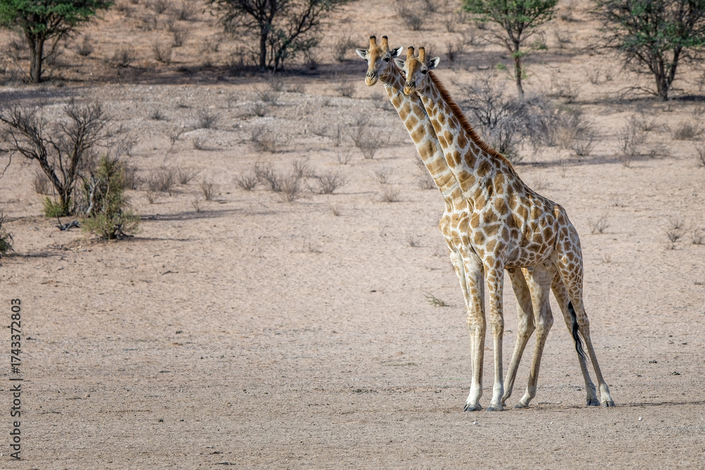 Fototapeta premium giraffe in africa