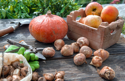 tulip bulbs and crocus on a plank  with gardening equipment and  squash and a...