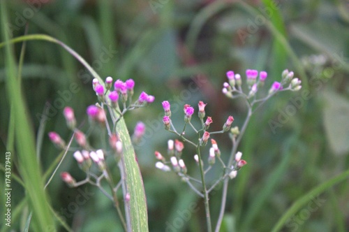 pink flowers in the grass