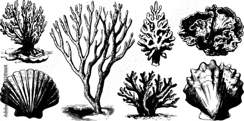 Coral and shell illustration set in vintage hand-drawn style. Features detailed black outline engravings, ideal for decor or marine studies in vector format.