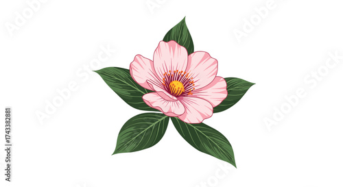A beautiful pink flower with green leaves on a white background.