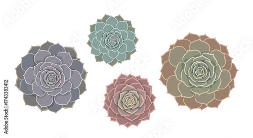 A collection of four colorful succulent rosettes arranged in a pleasing composition.