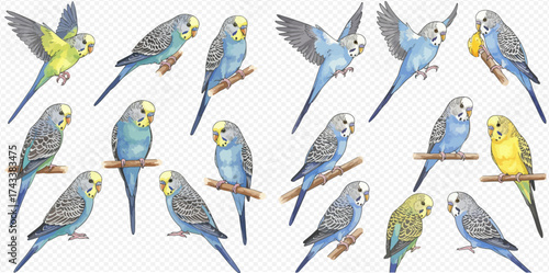 A collection of watercolor illustrations featuring various colorful budgerigars in different poses, including perching and flying.