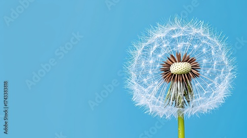 Delicate Dandelion Seed Head Against a Soft Blue Background Perfect for Nature and Spring Themes in Photography