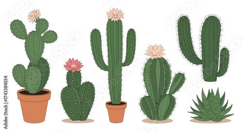 A collection of various desert succulents and potted cacti in bloom.