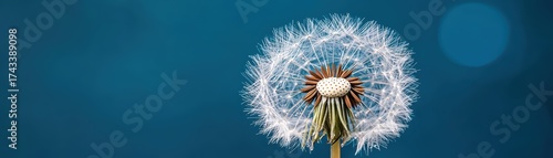 Beautiful close-up of a vibrant dandelion flower with delicate white seeds and a blue background showcasing nature's elegance