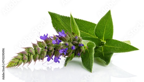 A sprig of vibrant purple flowers and green leaves, isolated against a clean white background