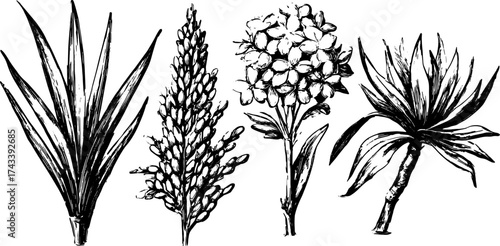 Botanical illustration set of various plants and flowers. Hand-drawn black and white vector design showcasing intricate details and ornamental elements.