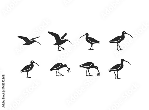 Collection of Ibis Bird Silhouettes in Various Poses.
