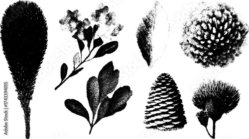 Antique engraving set of botanical elements featuring various leaves and cones. Hand-drawn black outline vector illustration.