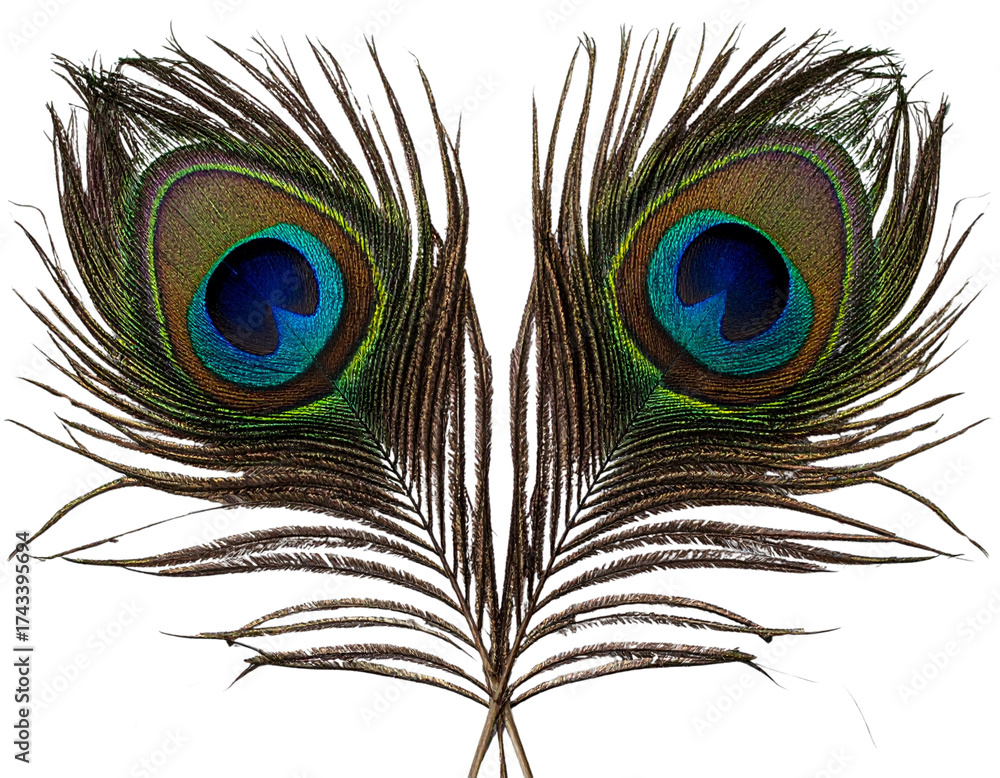Obraz premium Dual Dark Blue Peacock Feathers in Artistic Arrangement, isolated on transparent background