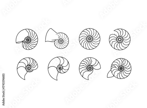 Nautilus Shell CrossSection Line Art Collection 1.