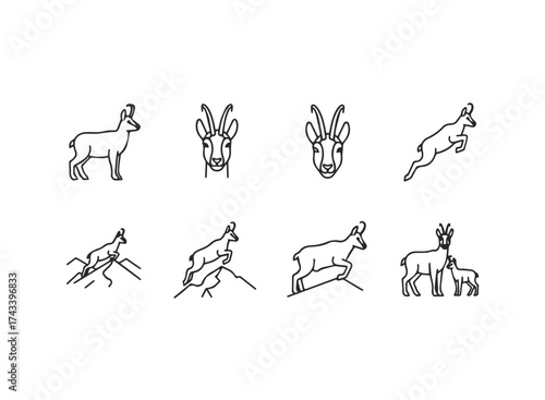 Set of Chamois Animal Icons and Illustrations.
