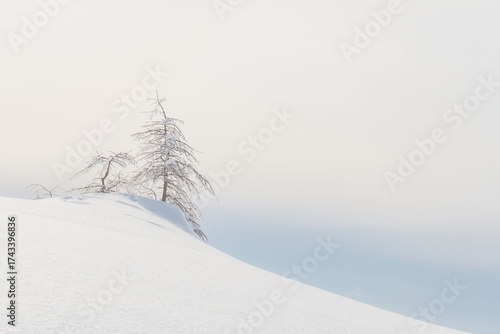Dry tree in the snow