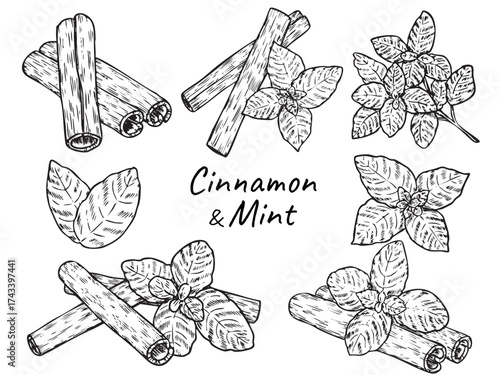 Set of isolated hand drawn Cinnamon and mint leaf outline drawing illustration