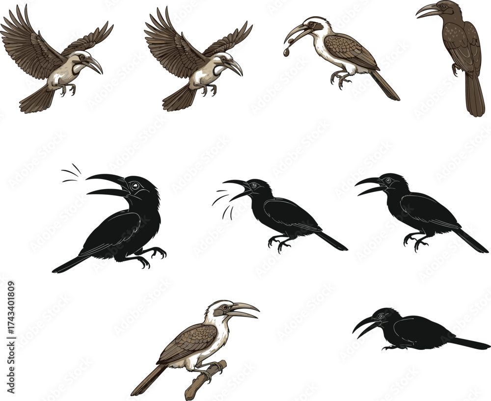 Naklejka premium Hornbill bird illustration and silhouette vector set showing various poses, flying, calling, and perching, ideal for wildlife art designs.