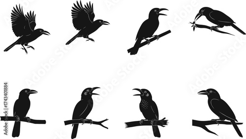 Hornbill bird silhouette vector set in various poses, flying, perched, and feeding, ideal for wildlife art and nature design.