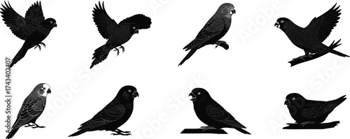 Set of black silhouette parrot illustrations in various poses, perfect for bird art, tropical decor, tattoo, and graphic design.
