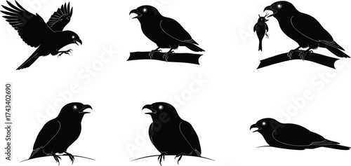 Set of parrot and bird silhouettes in various poses including flying, perched, eating, and resting for vector art design use.