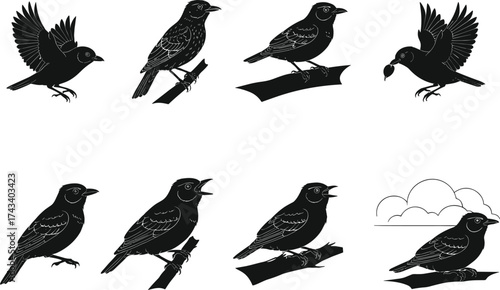 Silhouette Vector Set of Birds Perched, Flying, Singing, and Feeding on Branches with Isolated Elements for Nature Illustrations