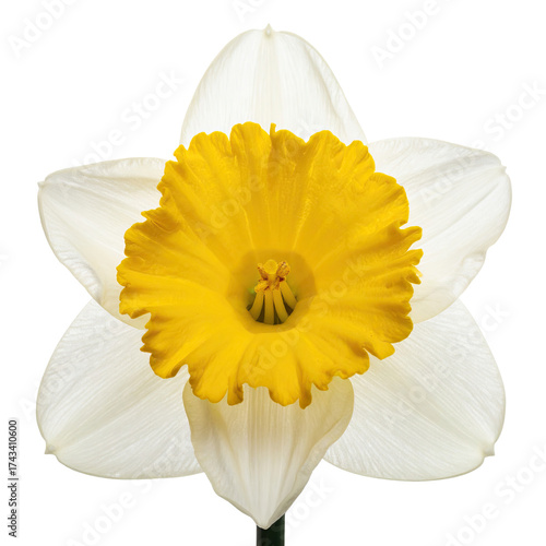 Close-up of a narcissus flower against a black background, showcasing white petals & yellow corona