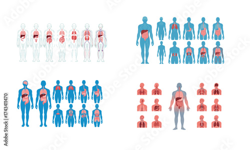 Human body anatomy illustration showing internal organs and health concept
