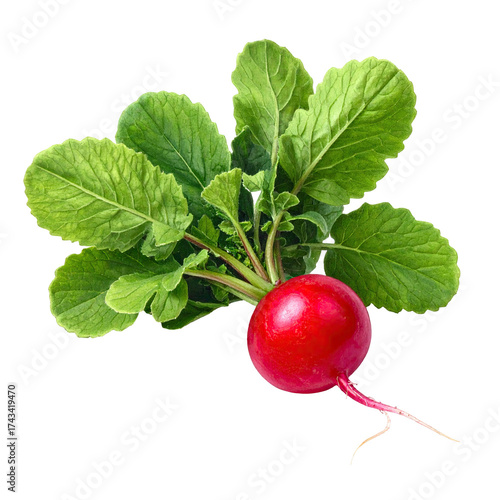 Bright red radish with green leafy tops against a black background